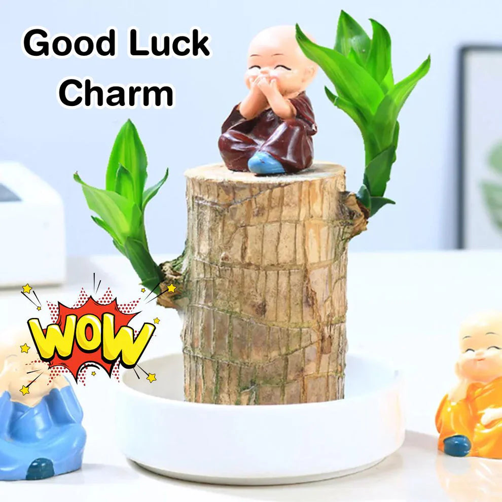 Lucky Brazil Wood Potted Plant | ⭐️⭐️⭐️⭐️ 4.9/5 Reviews | 🔥