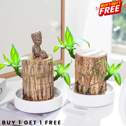 Lucky Brazil Wood Potted Plant | ⭐️⭐️⭐️⭐️ 4.9/5 Reviews | 🔥