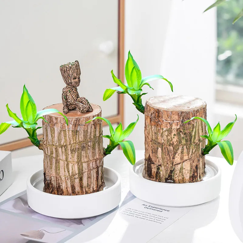 Lucky Brazil Wood Potted Plant | ⭐️⭐️⭐️⭐️ 4.9/5 Reviews | 🔥