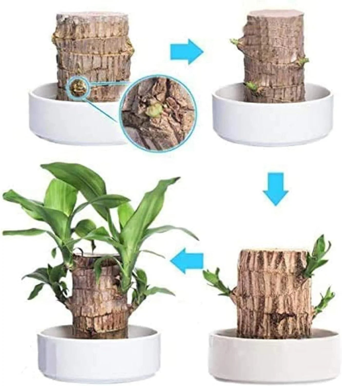 Lucky Brazil Wood Potted Plant | ⭐️⭐️⭐️⭐️ 4.9/5 Reviews | 🔥