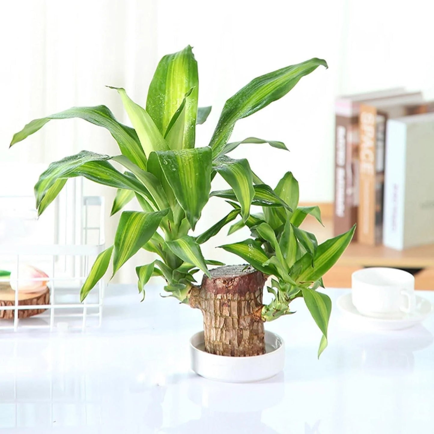 Lucky Brazil Wood Potted Plant | ⭐️⭐️⭐️⭐️ 4.9/5 Reviews | 🔥