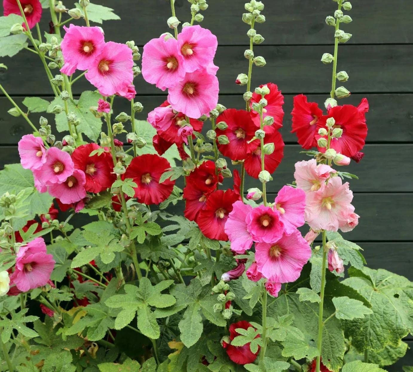 Get 100 Varieties of Flower Seeds – Perfect for a Thriving Garden!