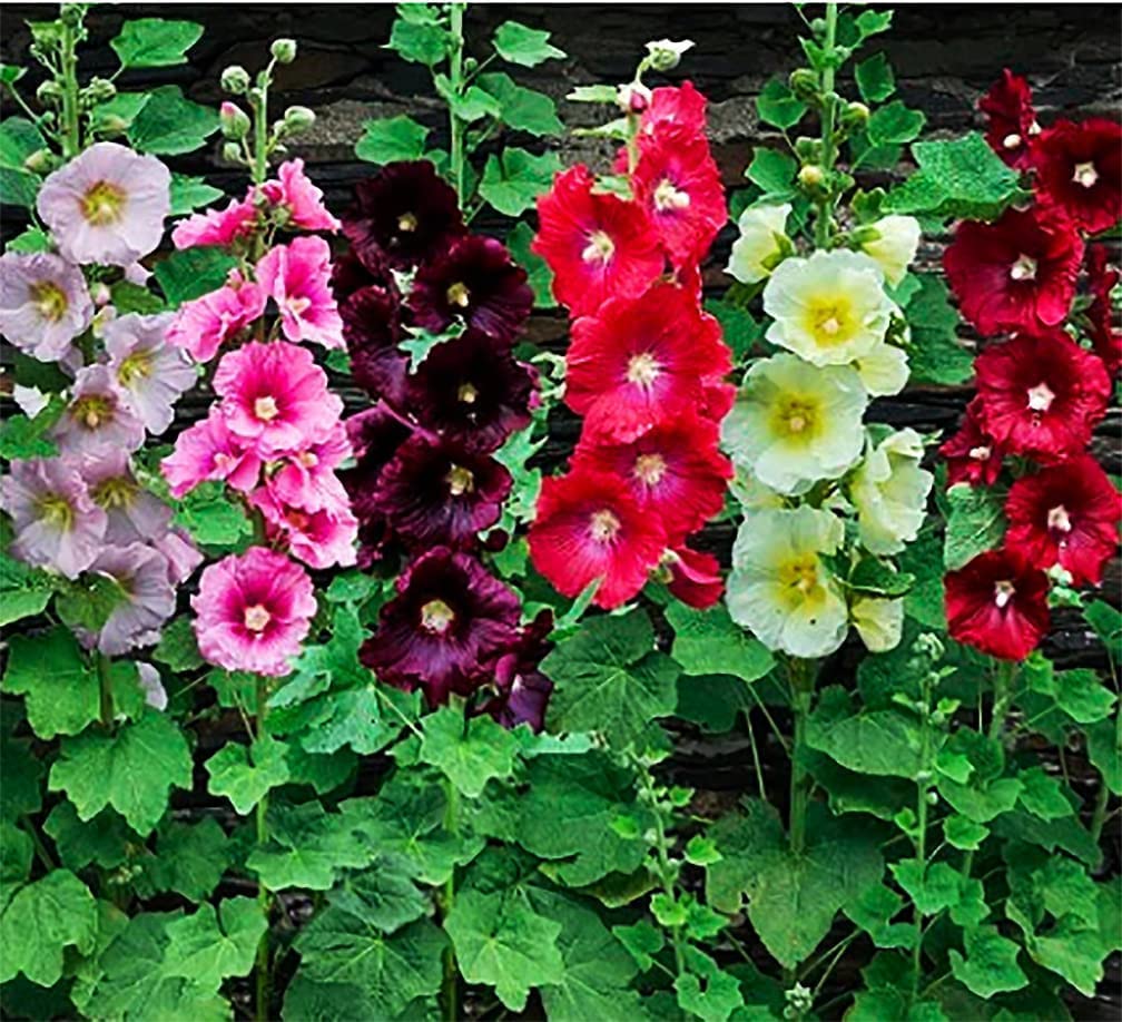 Get 100 Varieties of Flower Seeds – Perfect for a Thriving Garden!