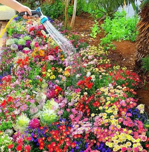 Get 100 Varieties of Flower Seeds – Perfect for a Thriving Garden!